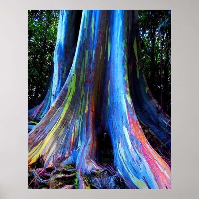 POSTER ARBRE D'EUCALYPTUS DE HAWAII (Devant)