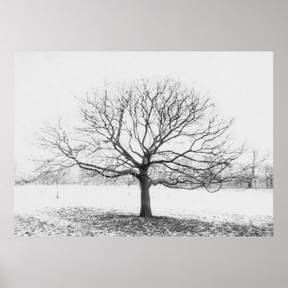 Poster Arbre d'hiver