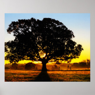 Poster Arbre du matin
