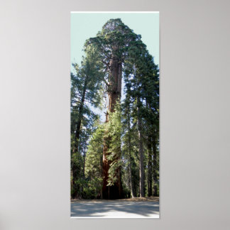 Poster Arbre du parc national de Sequoia