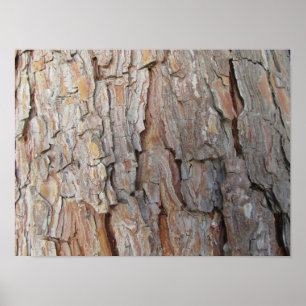 Poster Arbre écorce automne Motifs d'automne