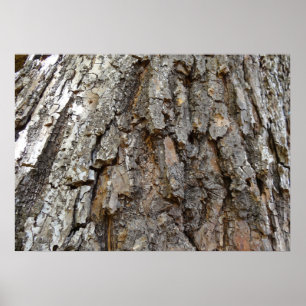 Poster Arbre écorce IV Nature Abstraite