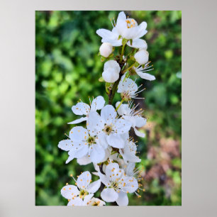 Poster Arbre en Fleurs au Printemps Roumanie – Photograph
