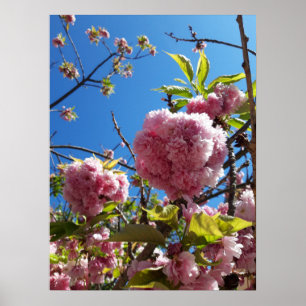 Poster Arbre en fleurs rose cerise sauvage