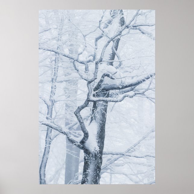 Poster Arbre enneigé gelé (Devant)