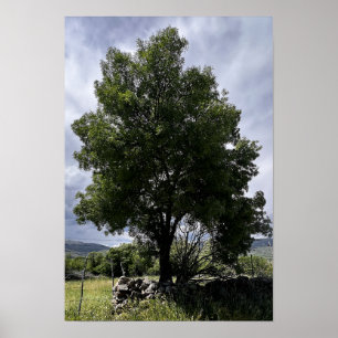 Poster Arbre et ciel épique
