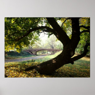 Poster Arbre et pont dans le Central Park