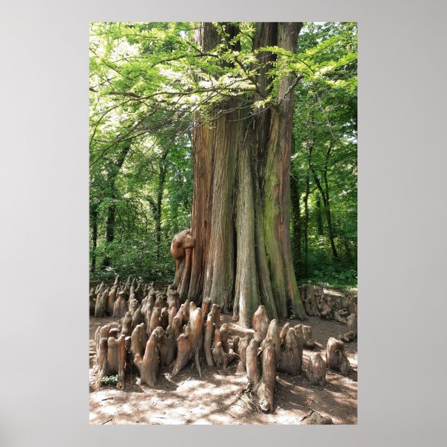 Poster Arbre et racines (Devant)