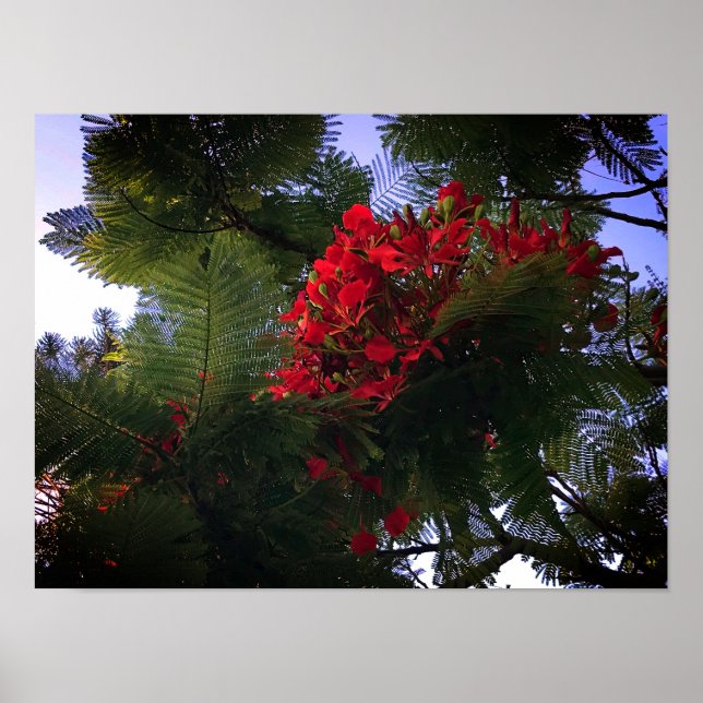 Poster Arbre flamboyant (Devant)