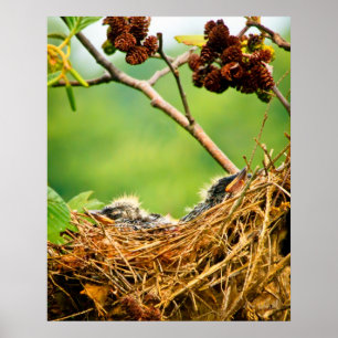 Poster Arbre Hirondelles Jardins Dormir Dans Le Nid