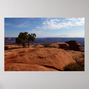 Poster Arbre hors des rochers rouges dans le parc nationa