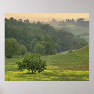 Poster Arbre isolé dans un champ agricole, Toscane,