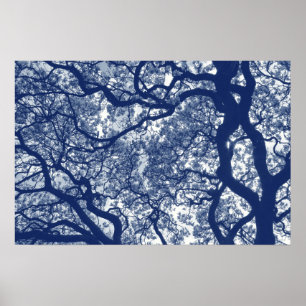 Poster Arbre Magnolia - Effet Cyanotype