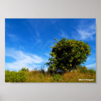 Arbre Mandarin Solitaire