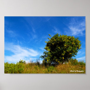 Poster Arbre Mandarin Solitaire