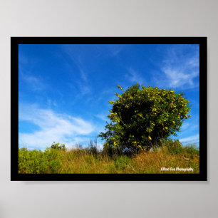 Poster Arbre Mandarin Solitaire