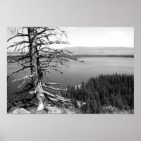 Arbre mort, Jenny Lake, Grand Teton, Wyoming