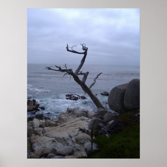 Poster arbre mort monterey (Devant)