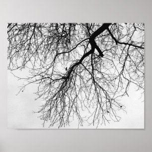 Poster Arbre Noir et blanc