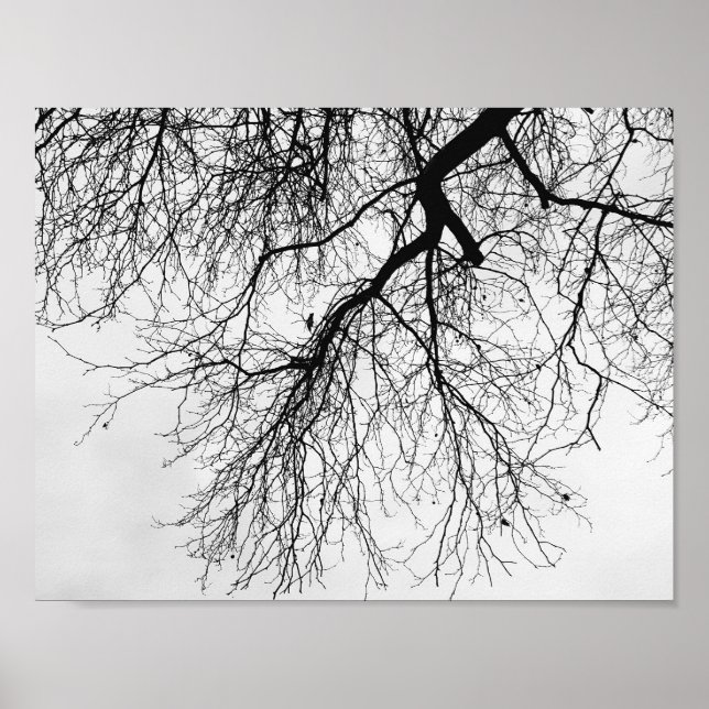 Poster Arbre Noir et blanc (Devant)