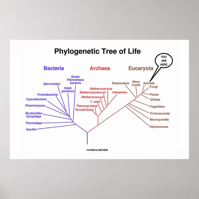 Poster Arbre Phylogénétique De La Vie Vous Êtes Ici (Devant)