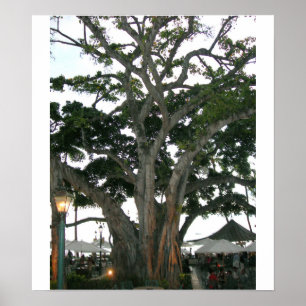 Poster Arbre plage de Honolulu, Hawaï Waikiki