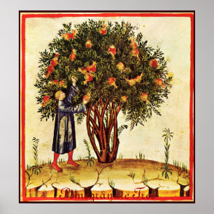 POSTER ARBRE POMÉGRANÉ ANTIQUE
