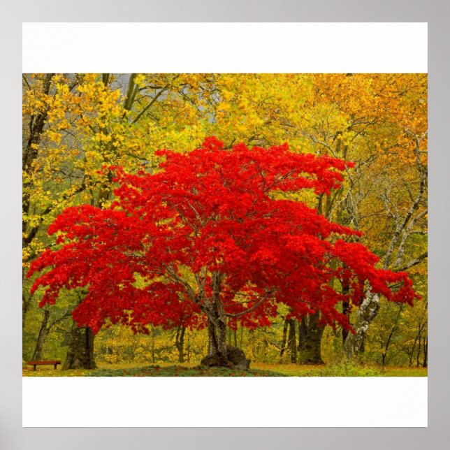 Poster Arbre rouge (Devant)