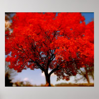 Arbre rouge avec nuages