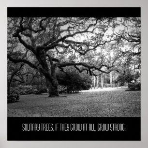 Poster Arbre solitaire