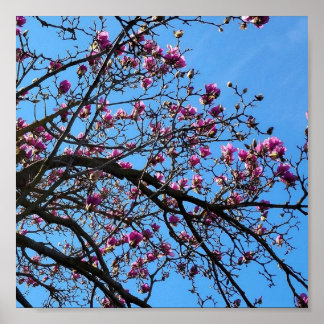 Poster Arbre tulipe en fleur