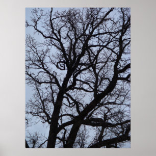 Poster Arbre vampire