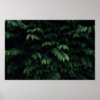 POSTER ARBRE VERT