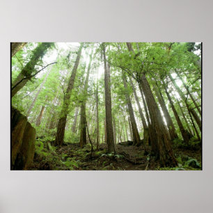 Poster arbres