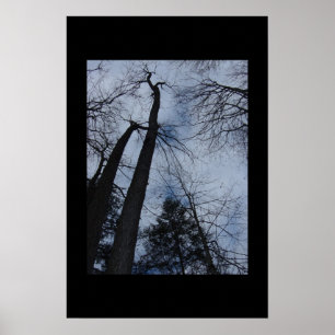 Poster arbres