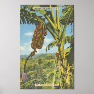 Poster Arbres à bananes de Jamaïque Voyage Vintage