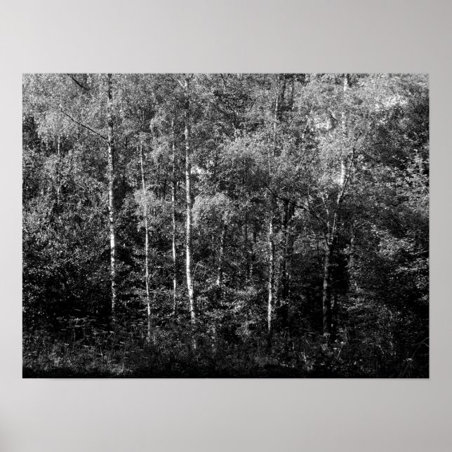 Poster Arbres à bouleau d'argent - B&W (Devant)