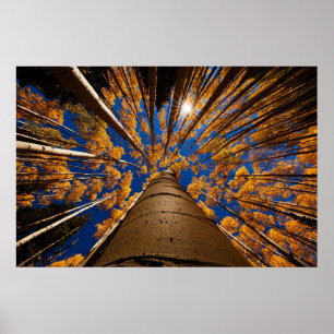 Poster Arbres à la hampe de drapeaux, Arizona (crêtes de