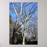 Arbres blancs
