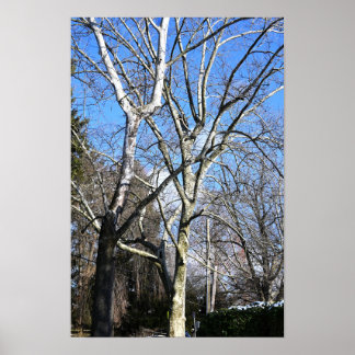 Poster Arbres blancs