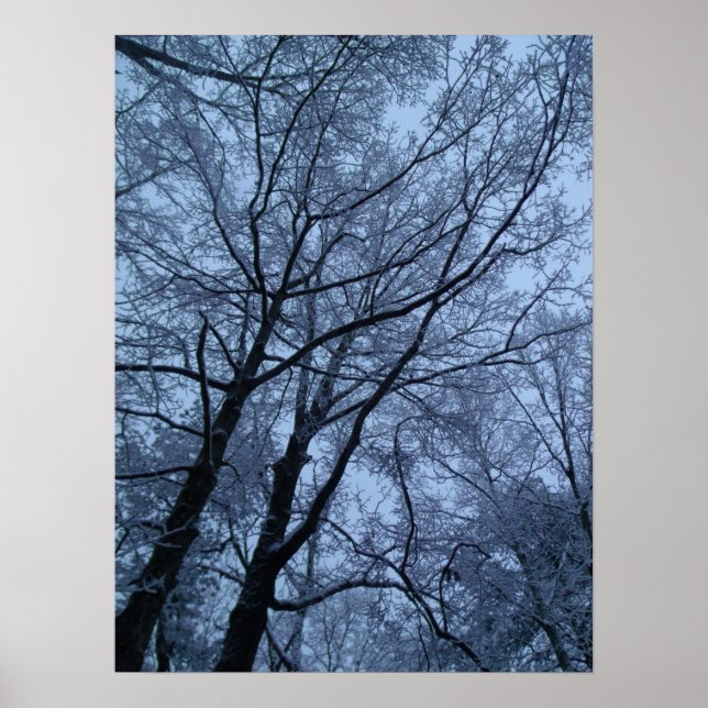 Poster Arbres couverts de neige (Devant)