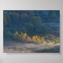 Arbres dans la brume matinale