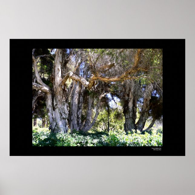 Poster Arbres dans le parc Balboa (Devant)