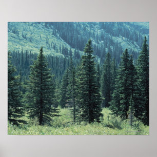 Poster Arbres dans le Parc National des Glaciers, Montana