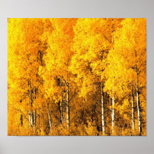 Poster Arbres d'Aspen dans le Colorado