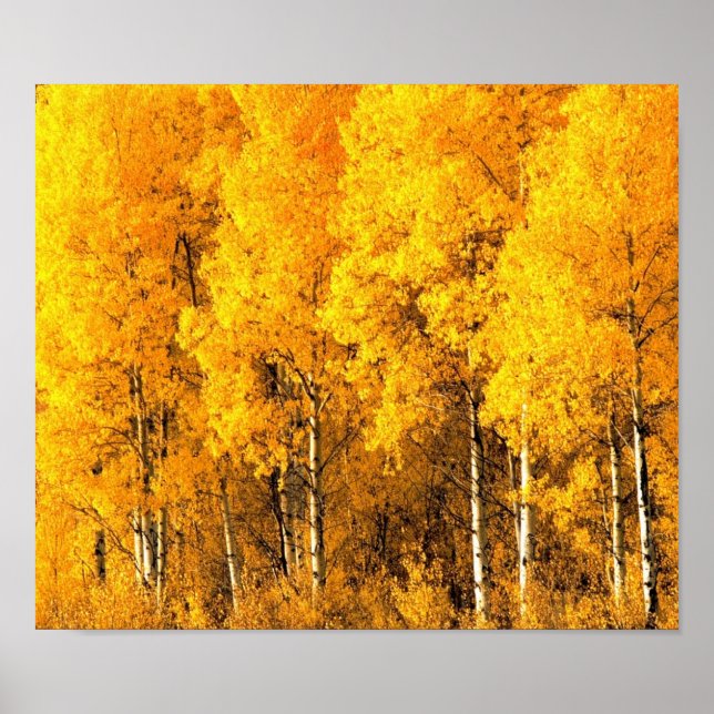 Poster Arbres d'Aspen dans le Colorado (Devant)