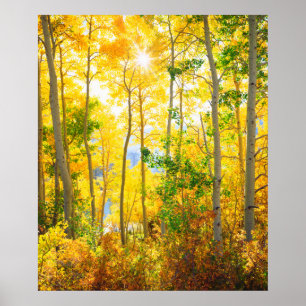 Poster Arbres D'Aspen En Automne   Sierra Nevada Mountain