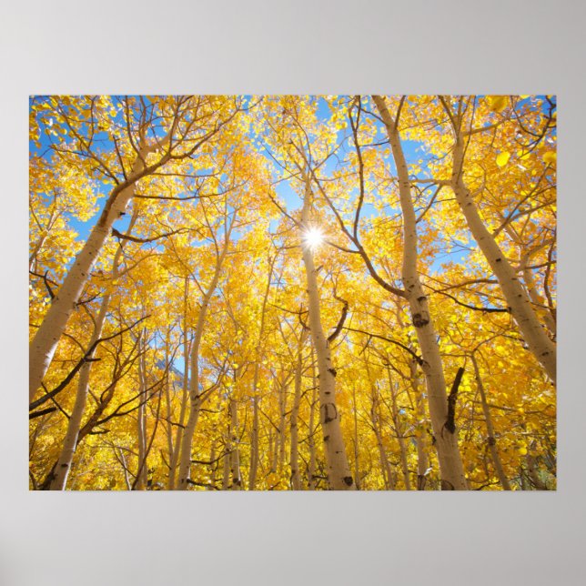 Poster Arbres d'Aspen | Sierra Nevada Mountains, CA (Devant)