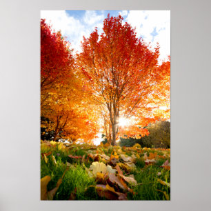 Poster Arbres d'automne