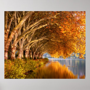 Poster Arbres d'automne sur un lac